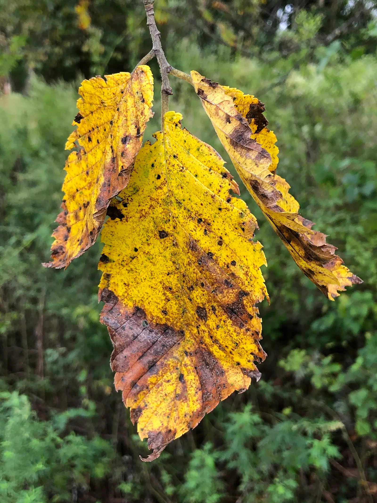 Slippery Elm (Ulmus Rubra) — is a deciduous tree native to eastern North America