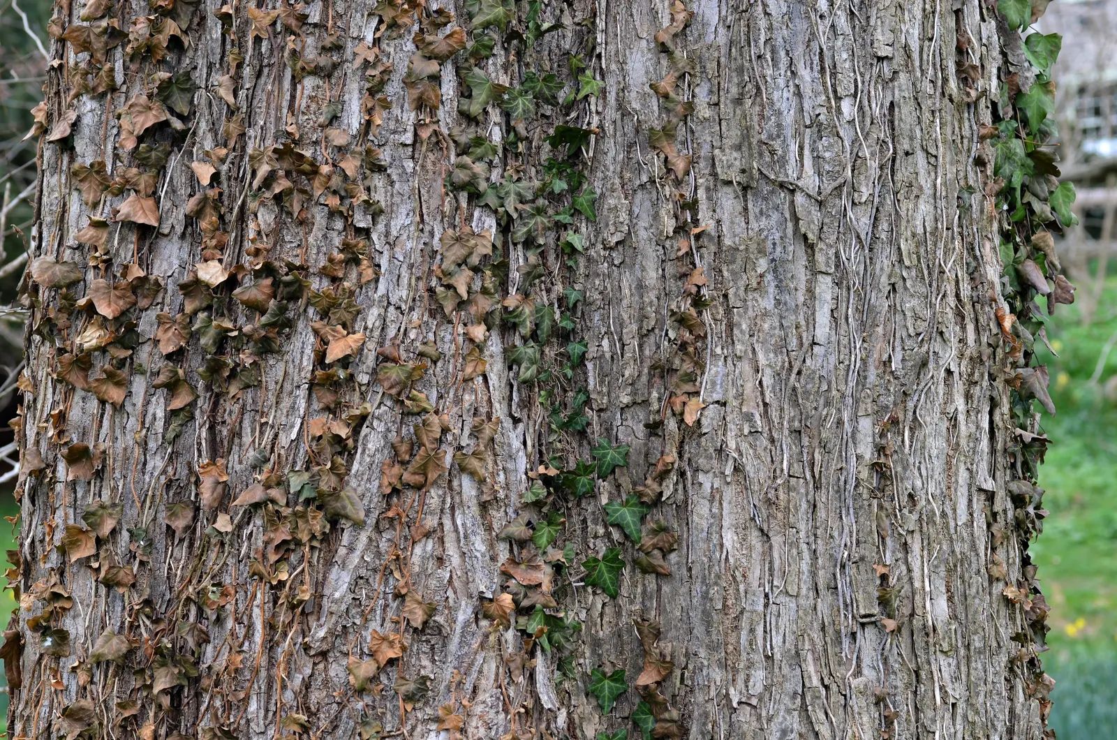 Slippery Elm (Ulmus Rubra) — measuring 4 to 6 inches long