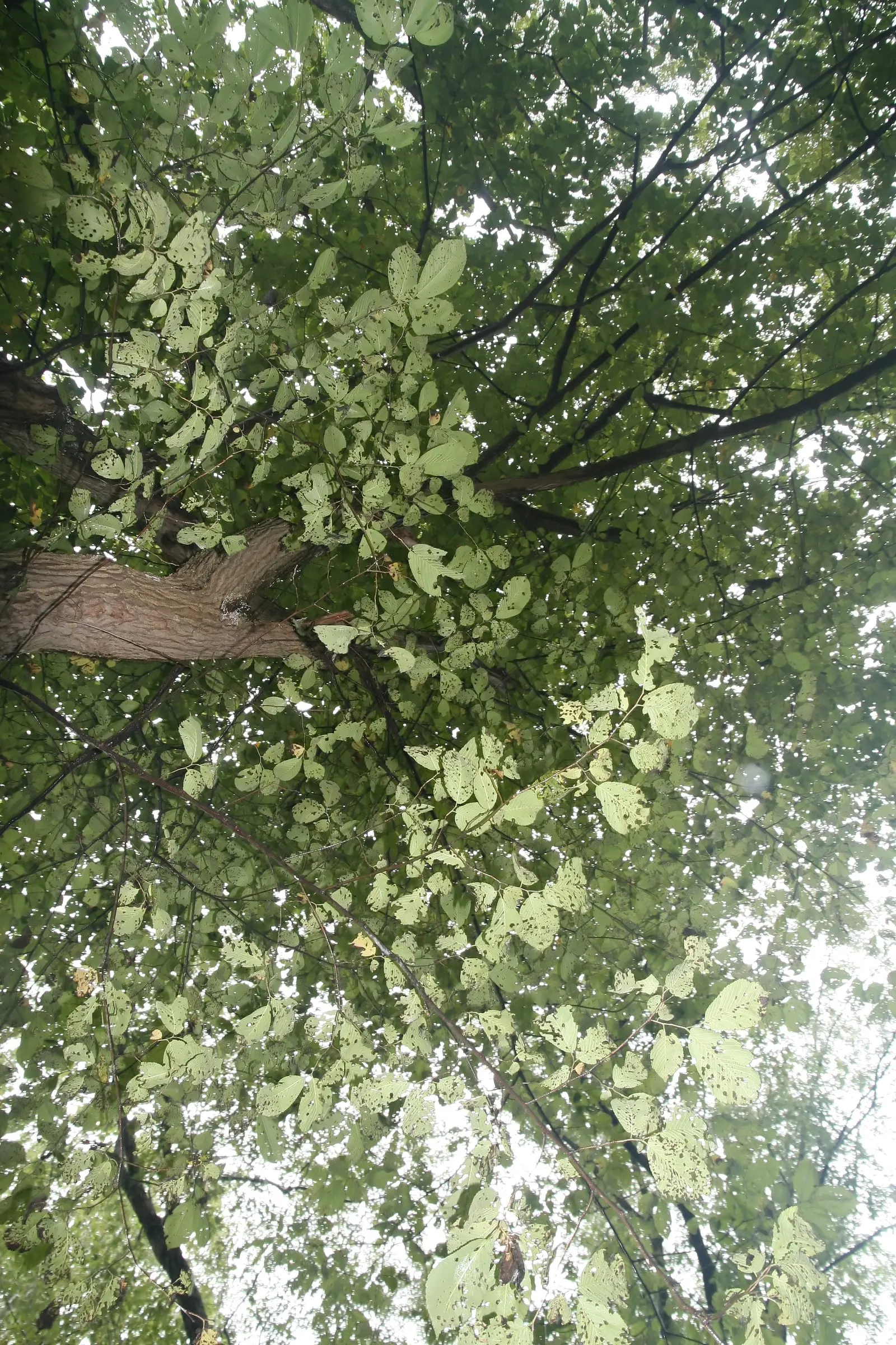Slippery Elm (Ulmus Rubra) — The Slippery Elm is resilient