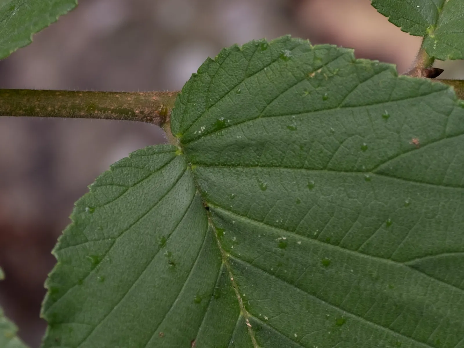 Slippery Elm (Ulmus Rubra) — commonly known as Slippery Elm