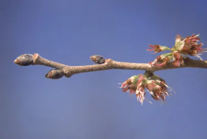 Slippery Elm (Ulmus Rubra) — Valued for its red-tinged inner bark and vase-shaped growth