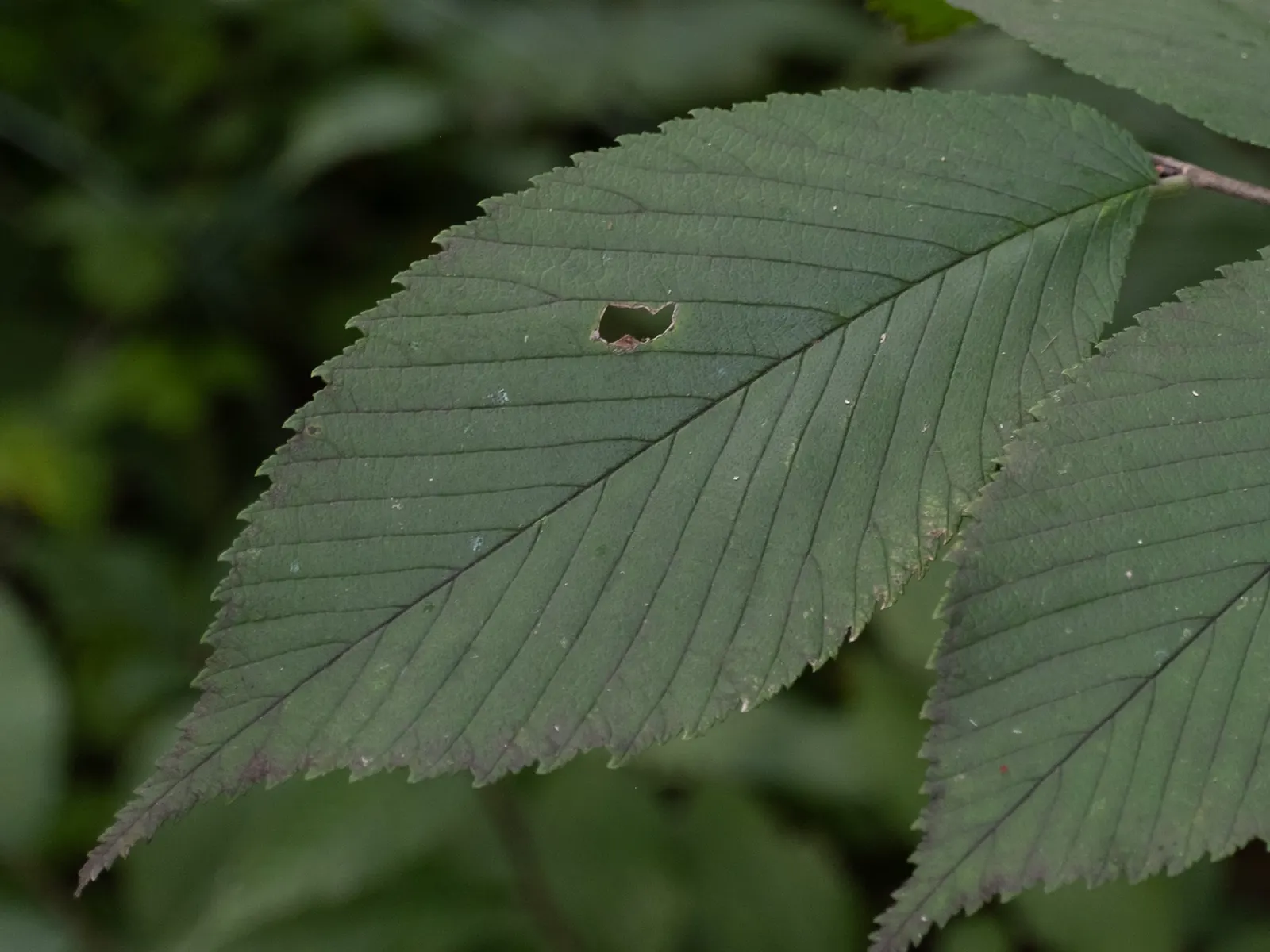 Slippery Elm (Ulmus Rubra) — This species has a moderate growth rate