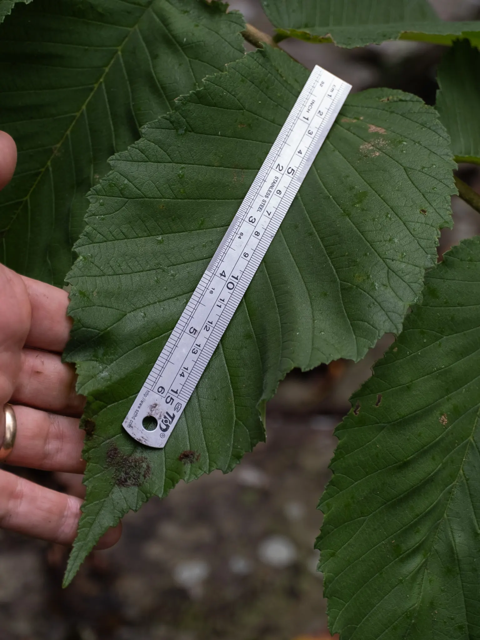 Slippery Elm (Ulmus Rubra) — reddish tinged bark that is deeply furrowed