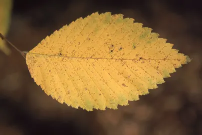 Slippery Elm (Ulmus Rubra) — It is a valuable addition to any landscape design for its aesthetic appeal and ecological contributions