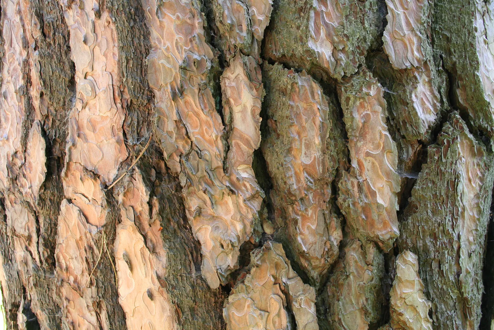 Austrian Pine (Pinus nigra) — offering both visual and noise barriers.<br><br>When incorporating the Austrian Pine into landscape designs