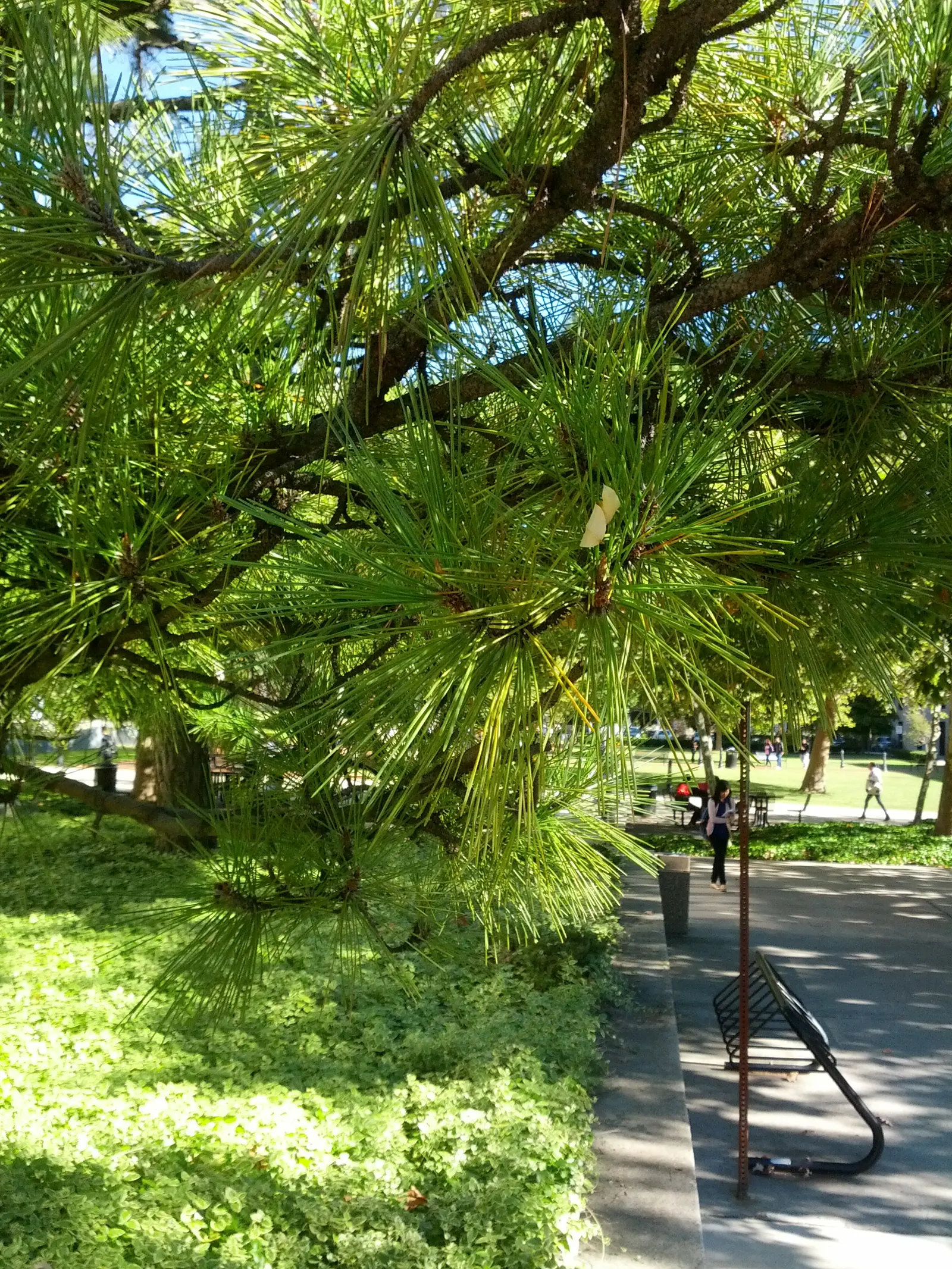Austrian Pine (Pinus nigra) — This species is highly adaptable to a variety of soil types; tolerant of urban conditions, it serves as an excellent, image 58