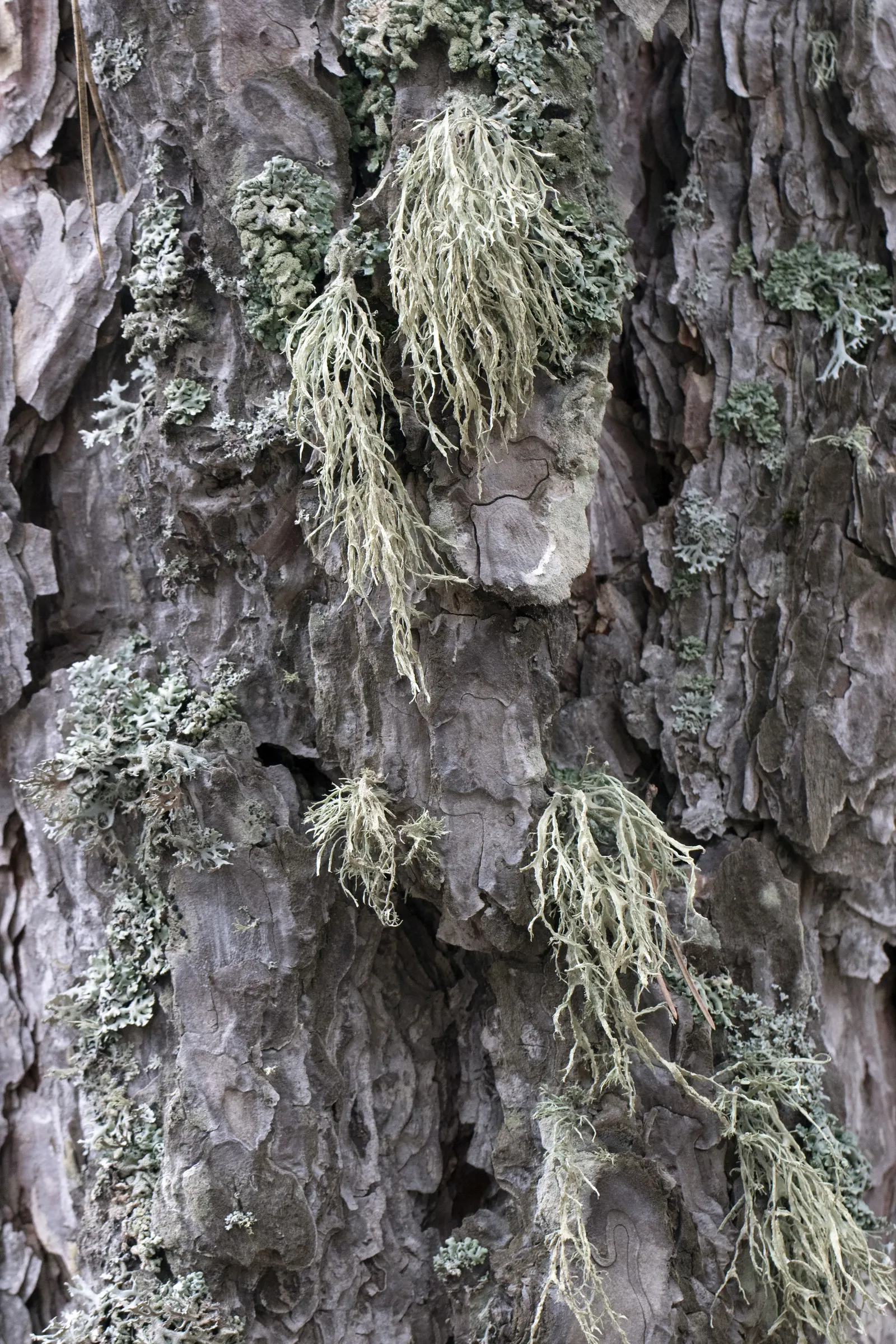 Austrian Pine (Pinus nigra) — dark green needles grow in pairs and are notably stiff and sharp; in addition to its aesthetic appeal, image 54