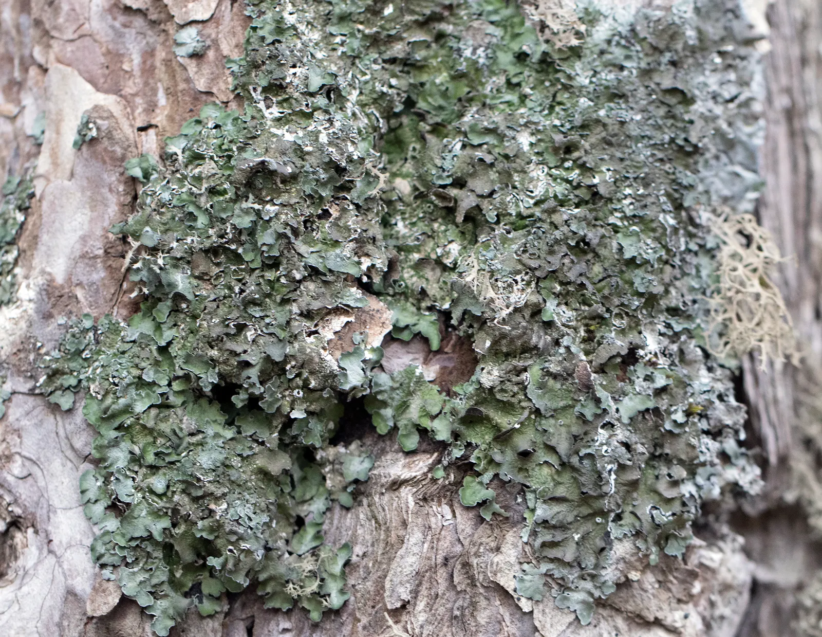 Austrian Pine (Pinus nigra) — dark green needles and a compact growth habit; with a spread ranging from 20 to 40 feet, image 65