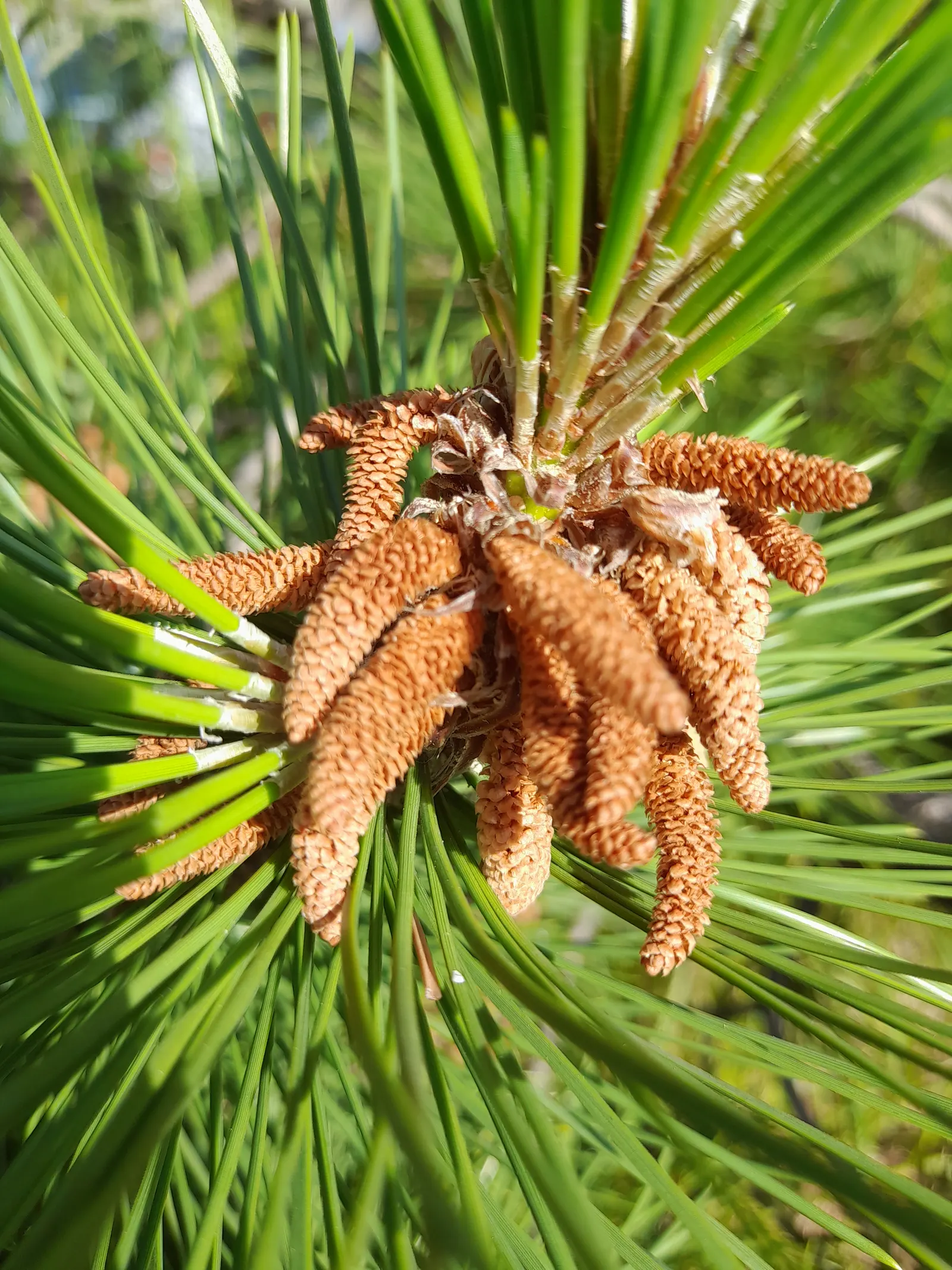 Austrian Pine (Pinus nigra) — This hardy species prefers full sun and adapts to various soil types