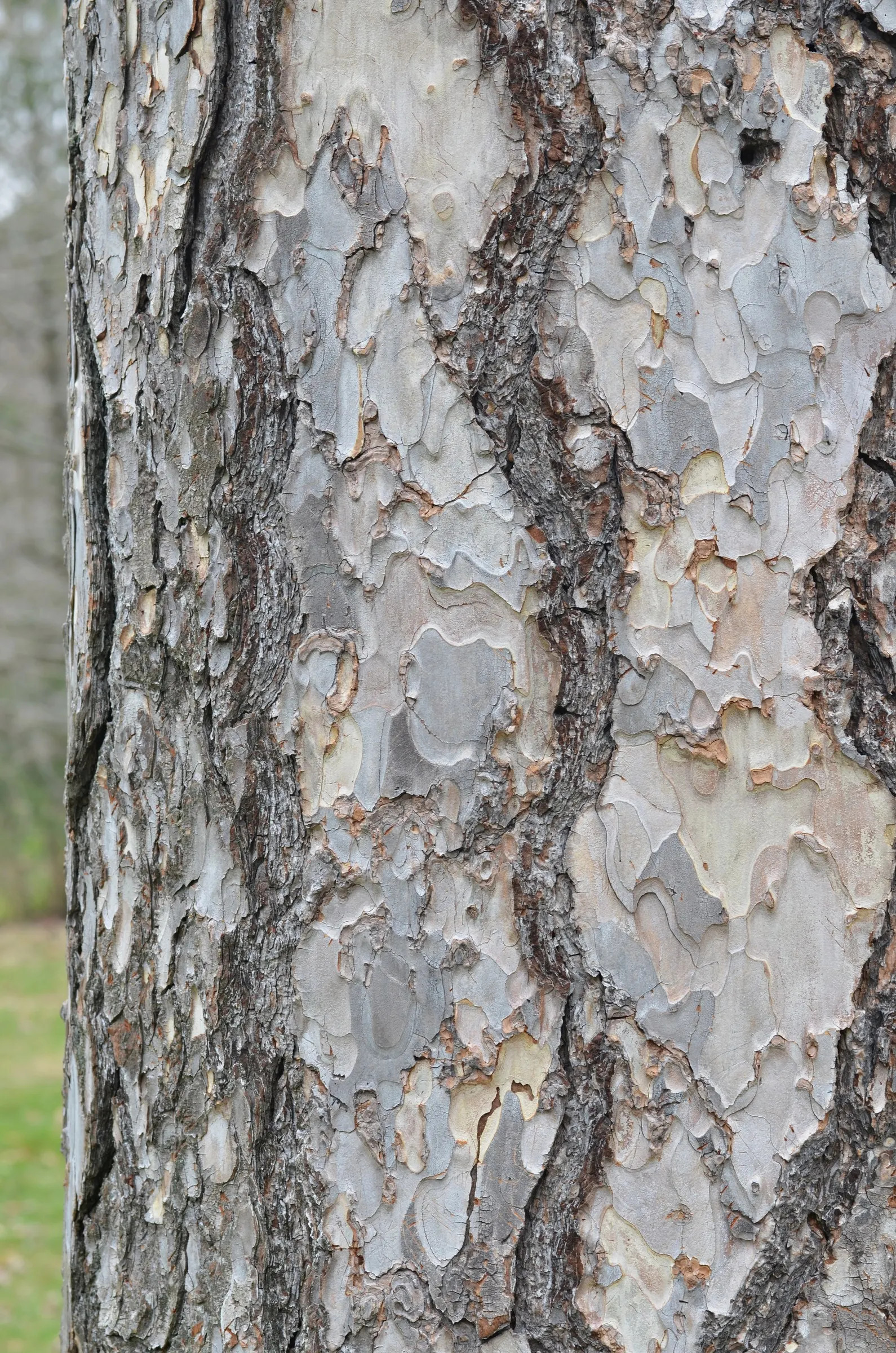 Austrian Pine (Pinus nigra) — evergreen conifer known for its dense