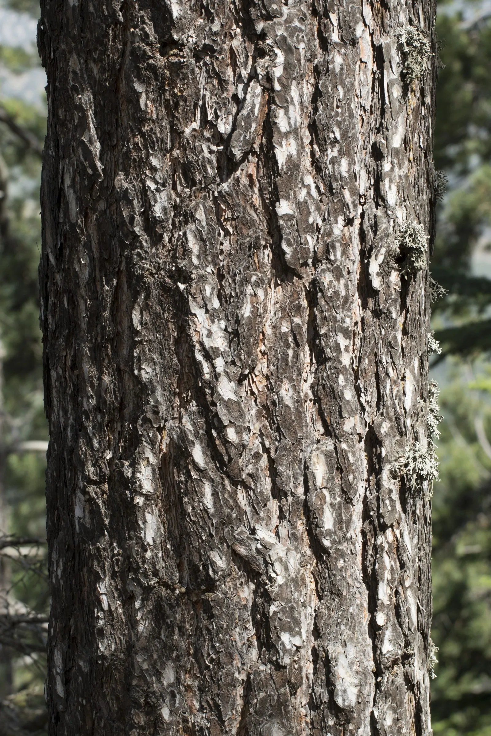 Austrian Pine (Pinus nigra) — with a spread ranging from 20 to 40 feet, image 53
