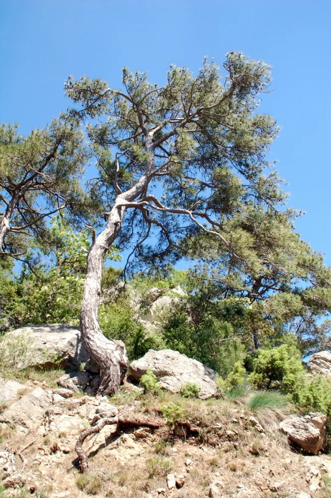 Austrian Pine (Pinus nigra) — offering both visual and noise barriers.<br><br>When incorporating the Austrian Pine into landscape designs; with a, image 62