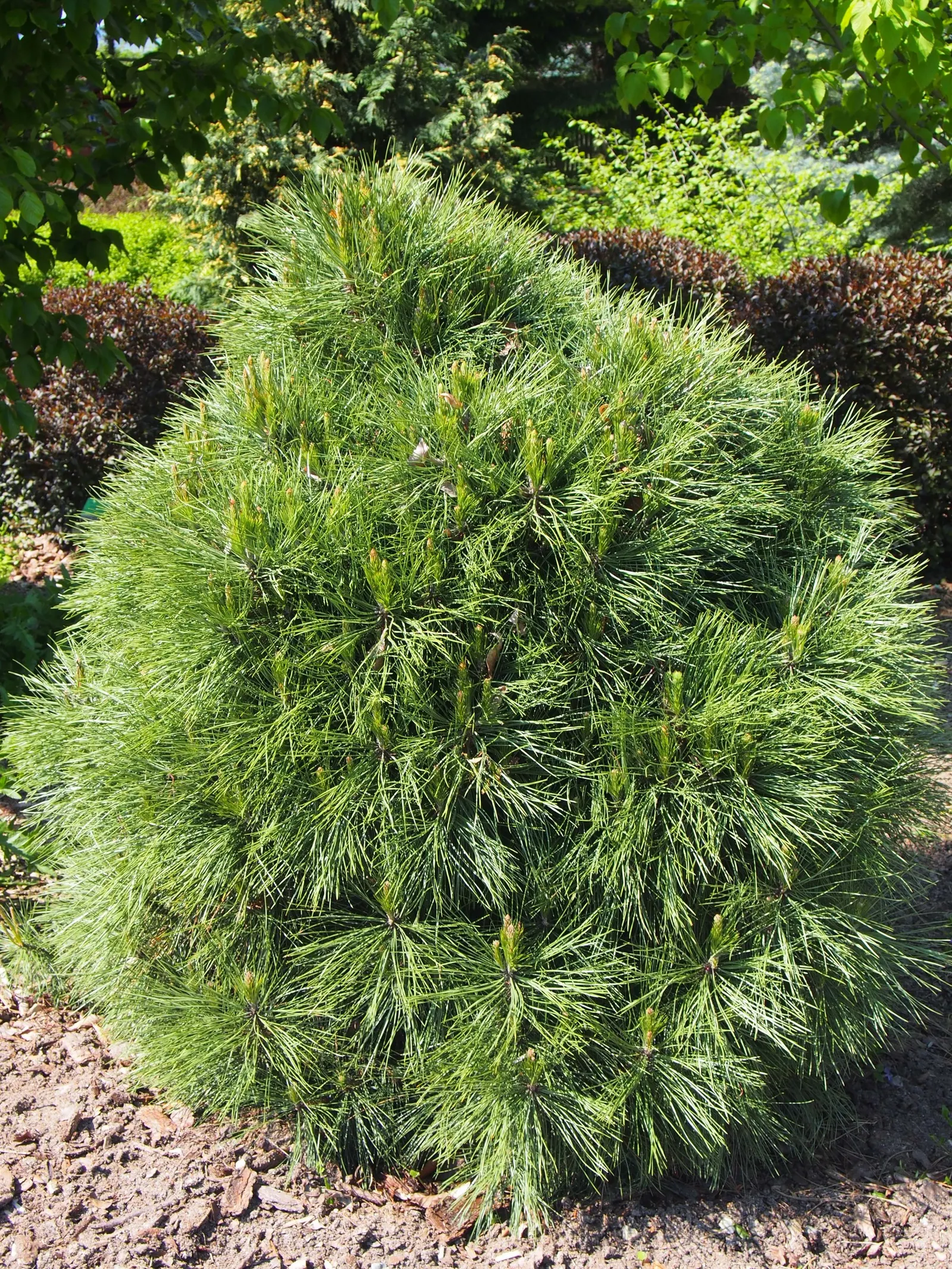 Austrian Pine (Pinus nigra) — making it an excellent choice for cityscapes and roadside plantings; with a spread ranging from 20 to 40 feet, image 59