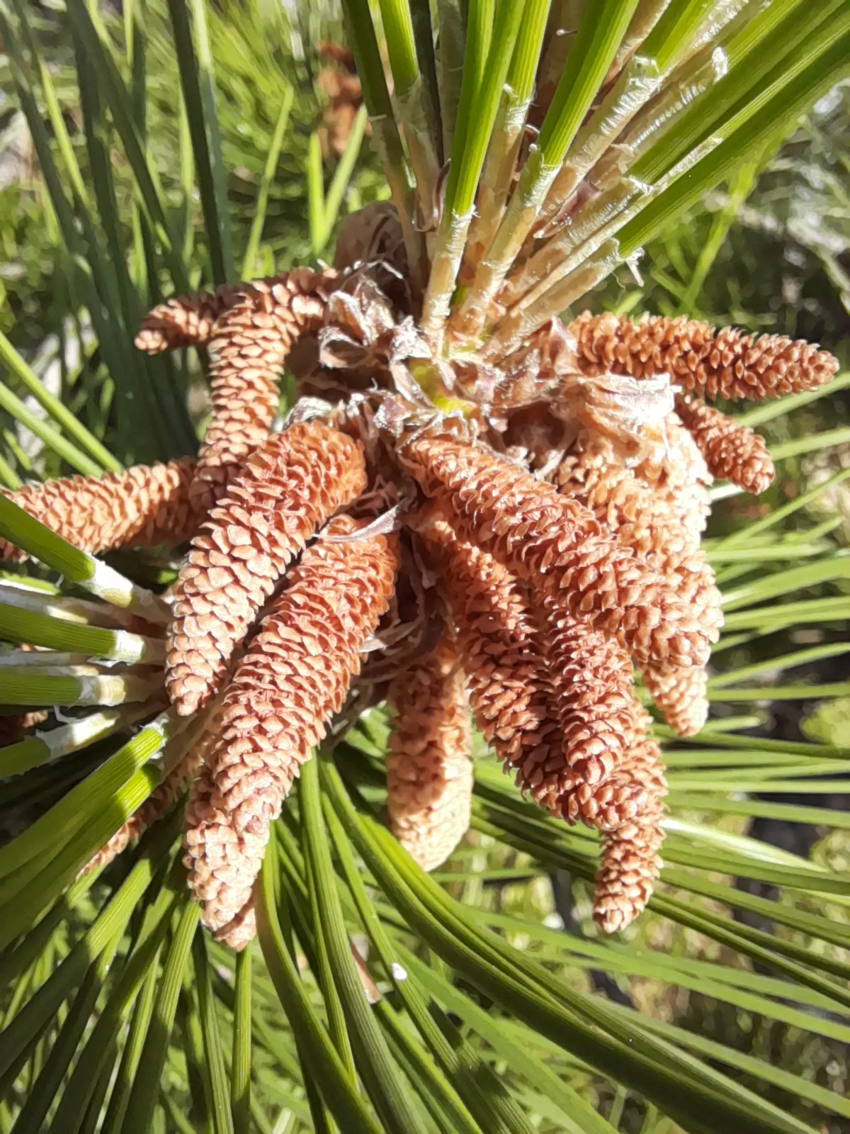 Austrian Pine (Pinus nigra) — maturing to a height of 50-60 feet with a spread of 20-40 feet; in addition to its aesthetic appeal, image 45
