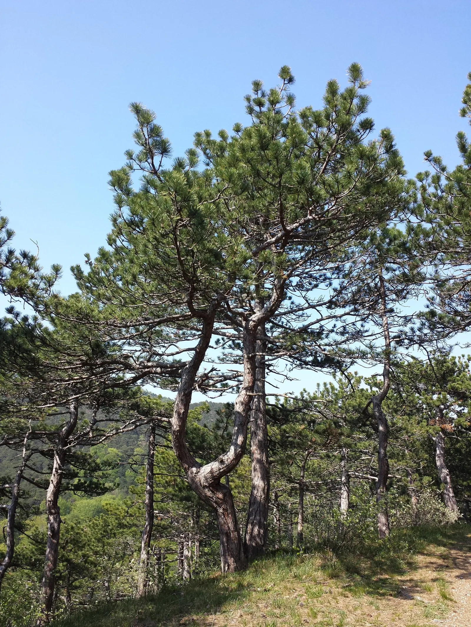 Austrian Pine (Pinus nigra) — making it an outstanding choice for a diverse range of landscape designs