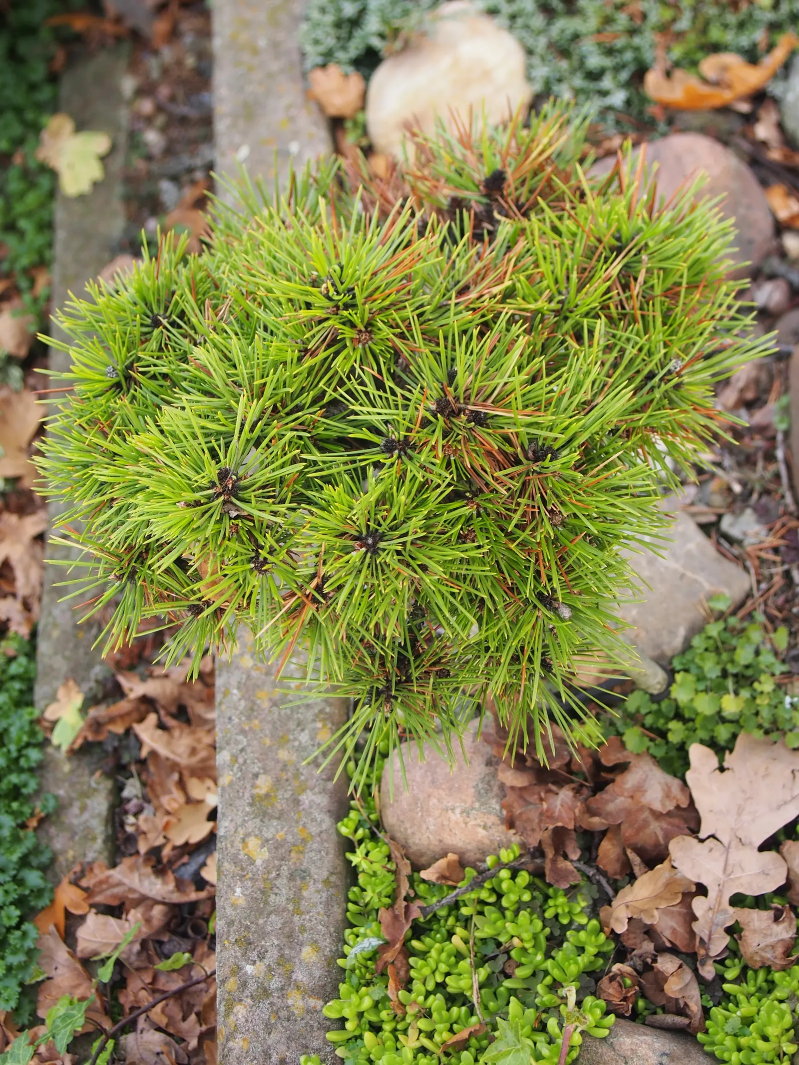 Austrian Pine (Pinus nigra) — evergreen conifer known for its dense; tolerant of urban conditions, it serves as an excellent windbreak or privacy, image 43