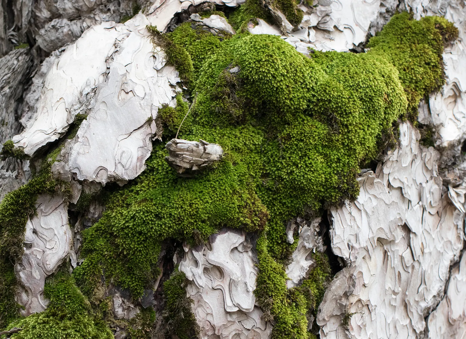 Austrian Pine (Pinus nigra) — offering a stately presence; with a spread ranging from 20 to 40 feet, image 56