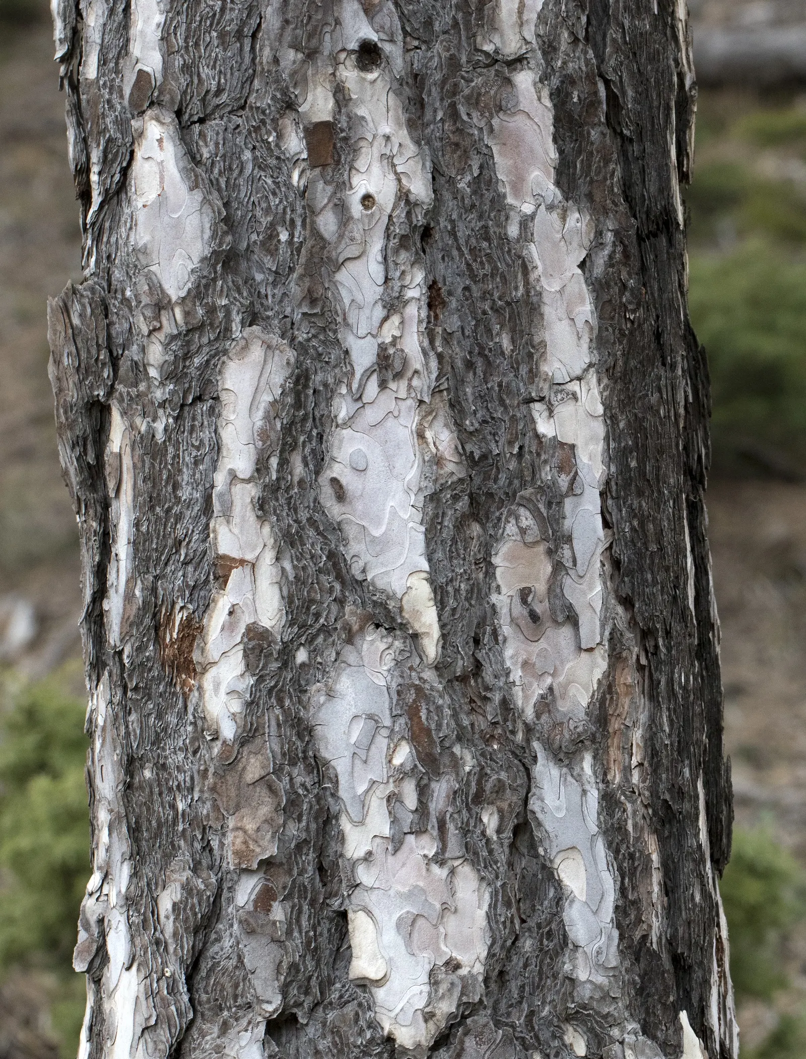 Austrian Pine (Pinus nigra) — is an evergreen conifer that boasts a robust and hearty disposition; with a spread ranging from 20 to 40 feet, image 50