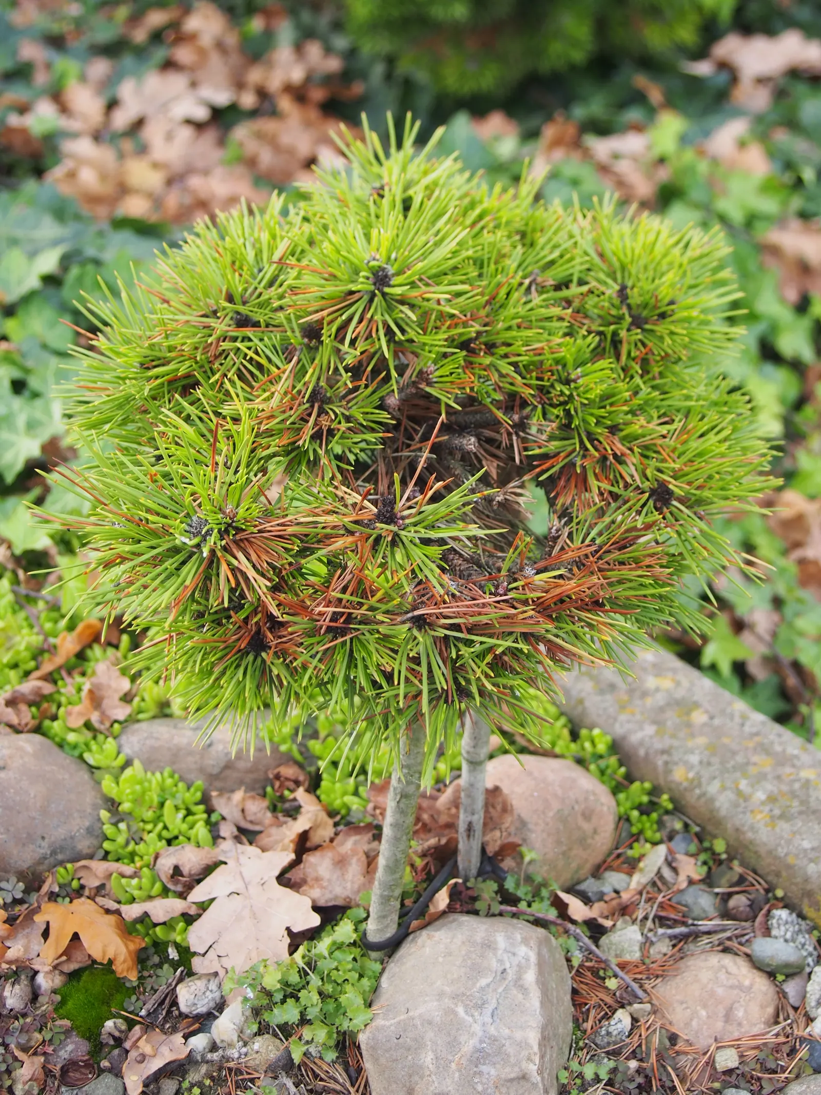 Austrian Pine (Pinus nigra) — scientifically referred to as Pinus nigra; tolerant of urban conditions, it serves as an excellent windbreak or, image 49