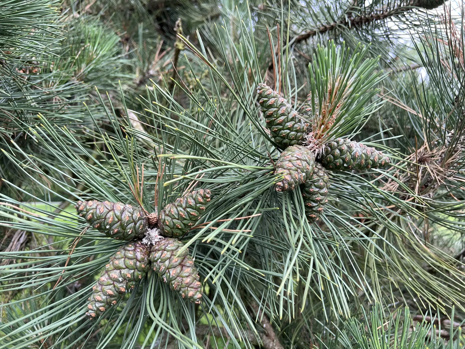 Austrian Pine (Pinus nigra) — it provides valuable windbreaks and screens