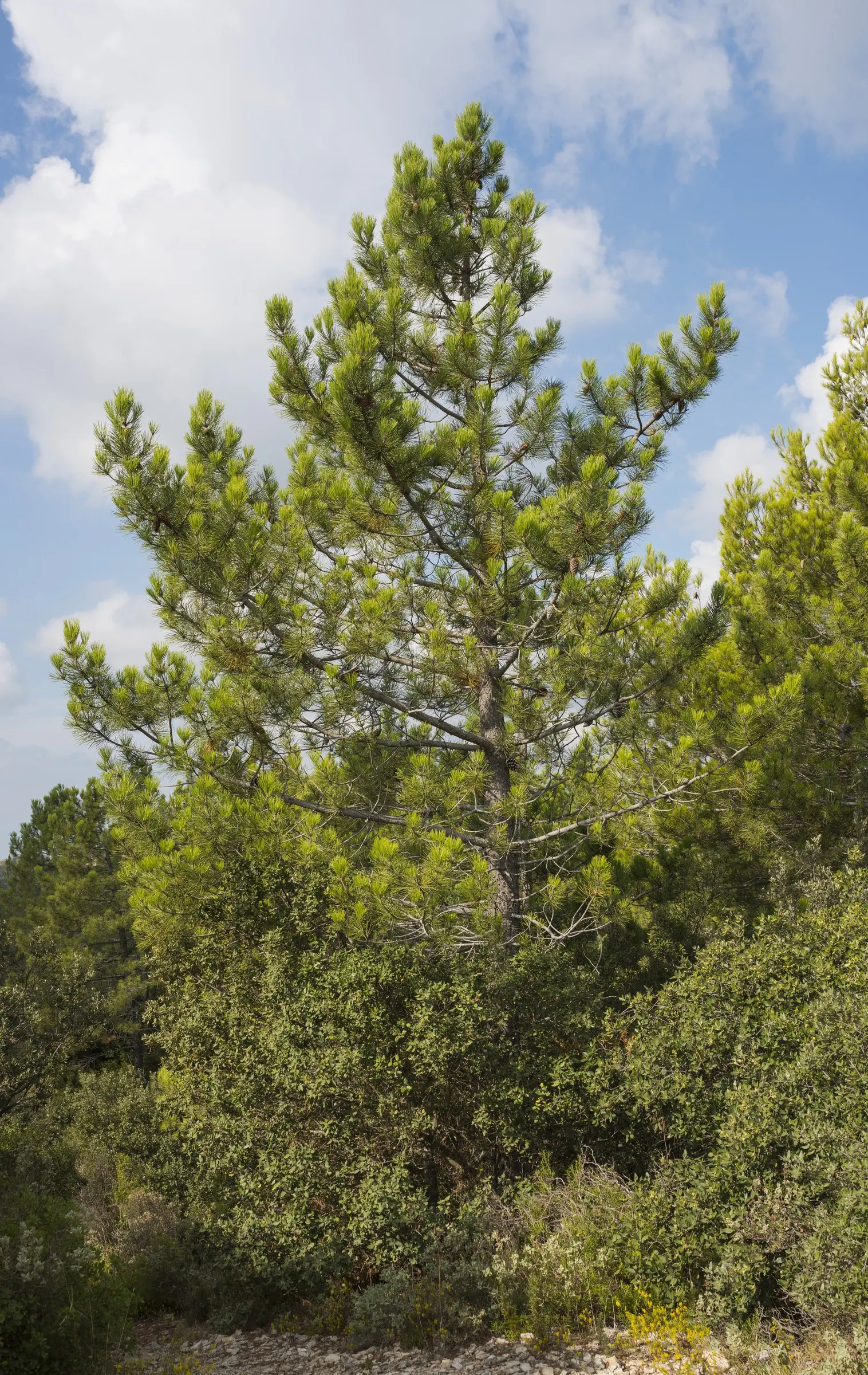 Austrian Pine (Pinus nigra) — offering a stately presence