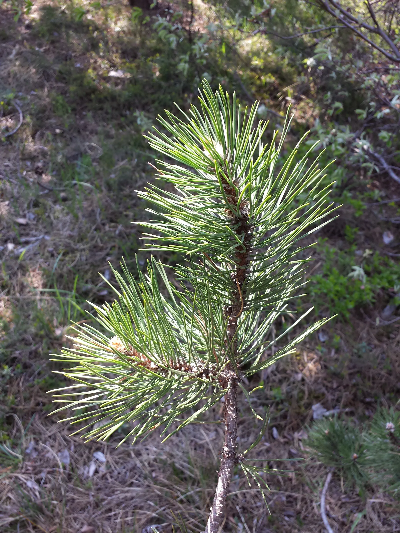 Austrian Pine (Pinus nigra) — making it an outstanding choice for a diverse range of landscape designs; in addition to its aesthetic appeal, image 51