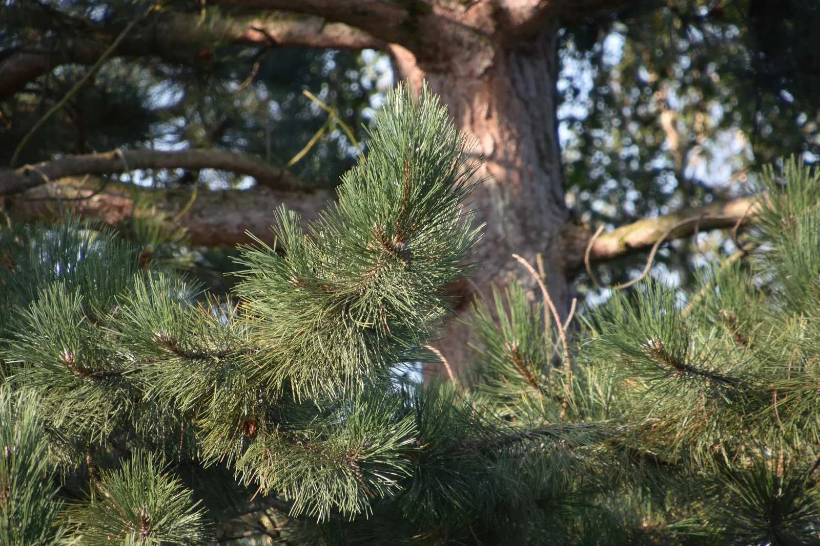 Austrian Pine (Pinus nigra) — making it a versatile addition to any landscape design