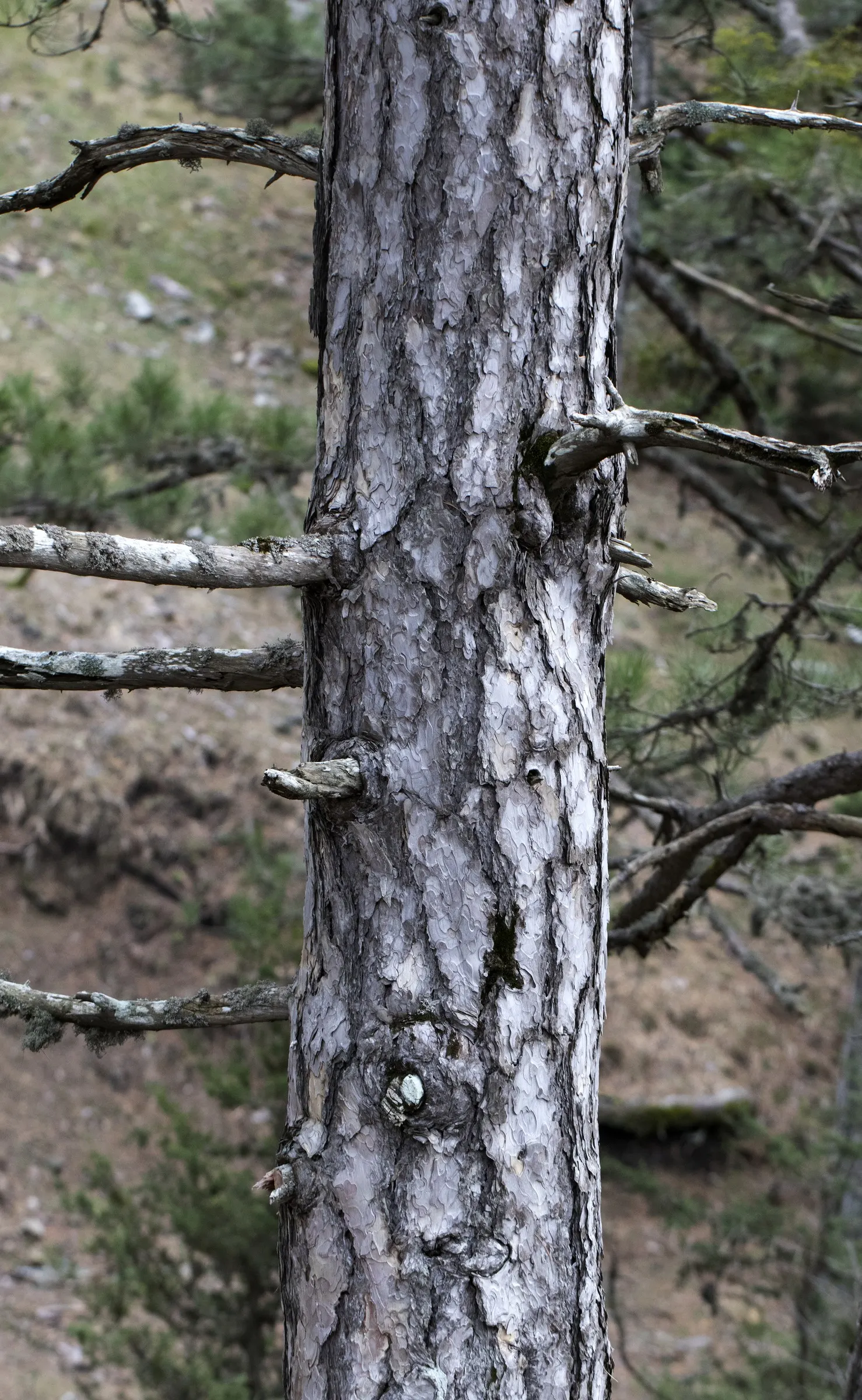 Austrian Pine (Pinus nigra) — which in maturity can transition to a more rounded or flat-topped structure; tolerant of urban conditions, it serves, image 55