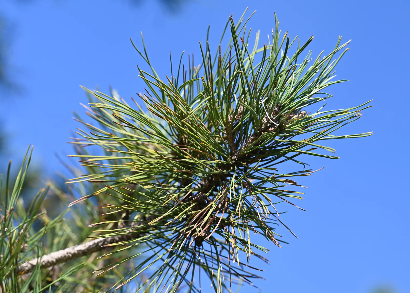 Austrian Pine (Pinus nigra) — evergreen conifer known for its dense; tolerant of urban conditions, it serves as an excellent windbreak or privacy, image 64