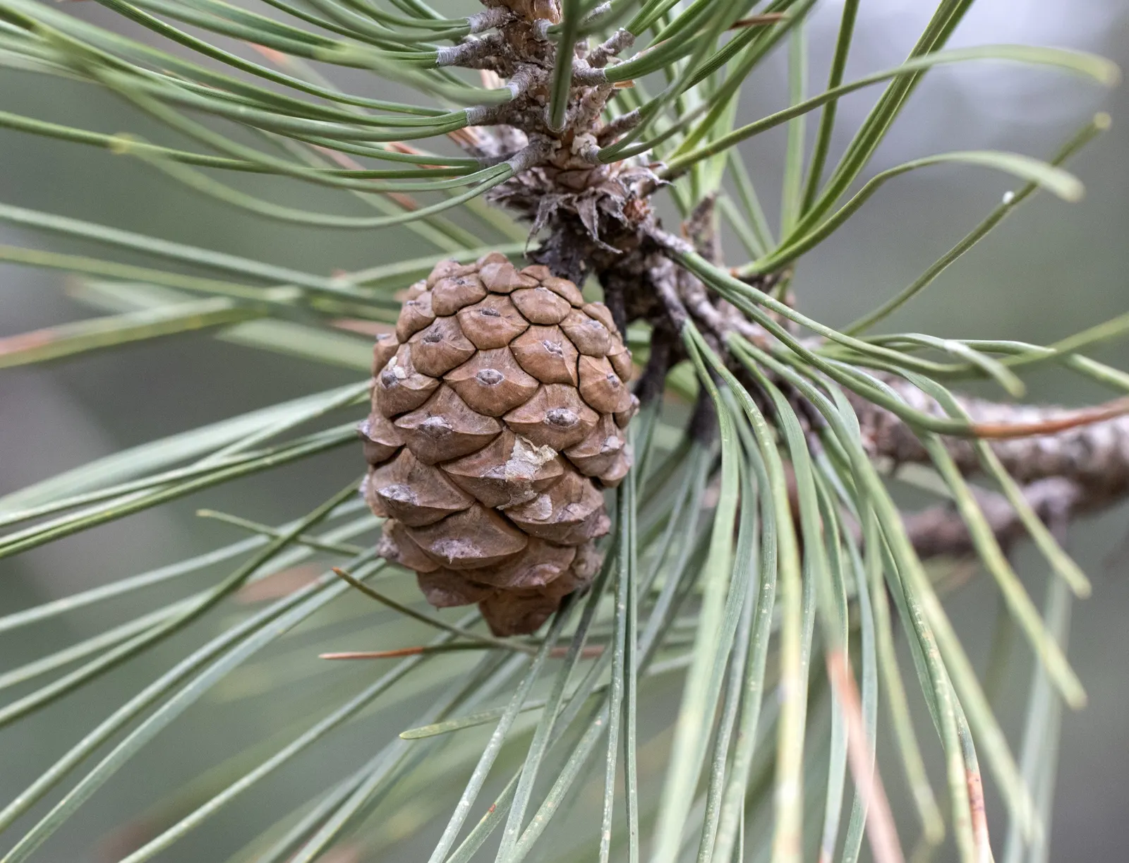 Austrian Pine (Pinus nigra) — This pine variety typically matures to a commanding height of 50 to 60 feet; tolerant of urban conditions, it serves, image 52