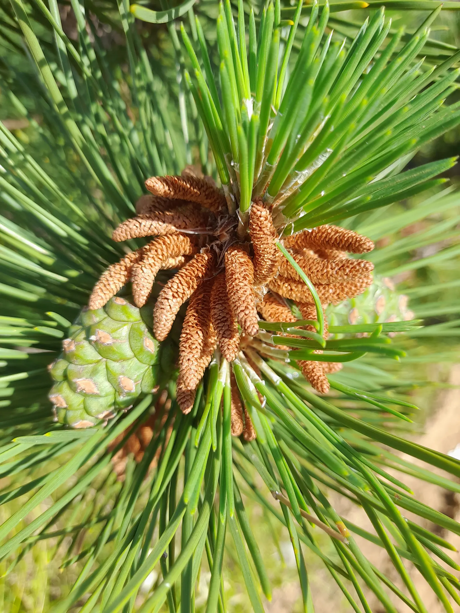 Austrian Pine (Pinus nigra) — Tolerant of urban conditions, it serves as an excellent windbreak or privacy screen