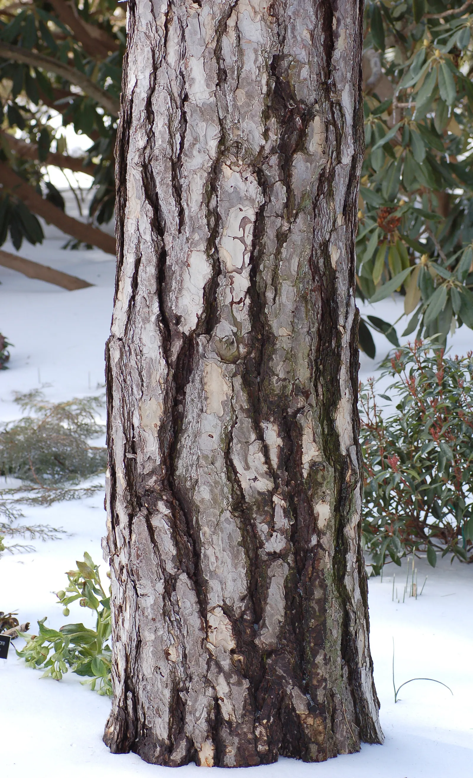 Austrian Pine (Pinus nigra) — it provides valuable windbreaks and screens; tolerant of urban conditions, it serves as an excellent windbreak or, image 61