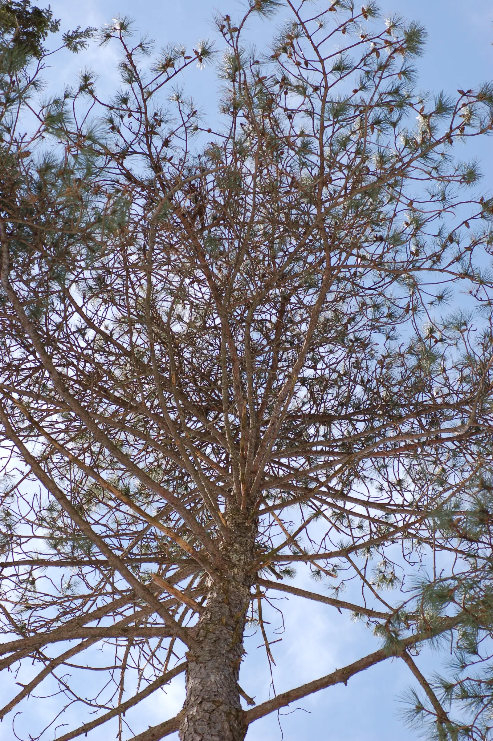 Austrian Pine (Pinus nigra) — It demonstrates a moderate growth rate, generally seen as an increase of roughly 13 to 24 inches per year; in, image 57