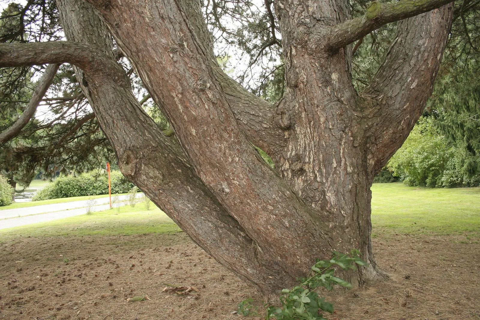 Austrian Pine (Pinus nigra) — Tolerant of urban conditions, it serves as an excellent windbreak or privacy screen, image 25
