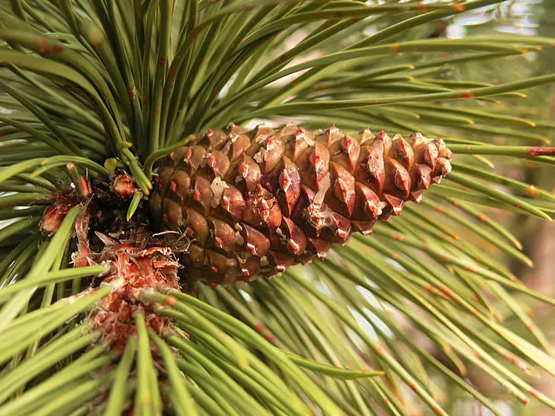 Austrian Pine (Pinus nigra) — scientifically referred to as Pinus nigra