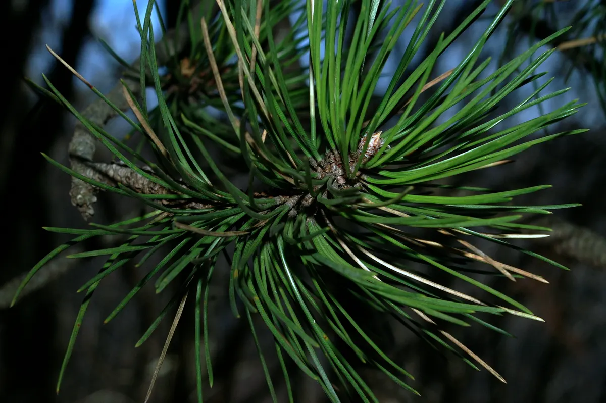 Austrian Pine (Pinus nigra) — This hardy species prefers full sun and adapts to various soil types; with a spread ranging from 20 to 40 feet, image 47