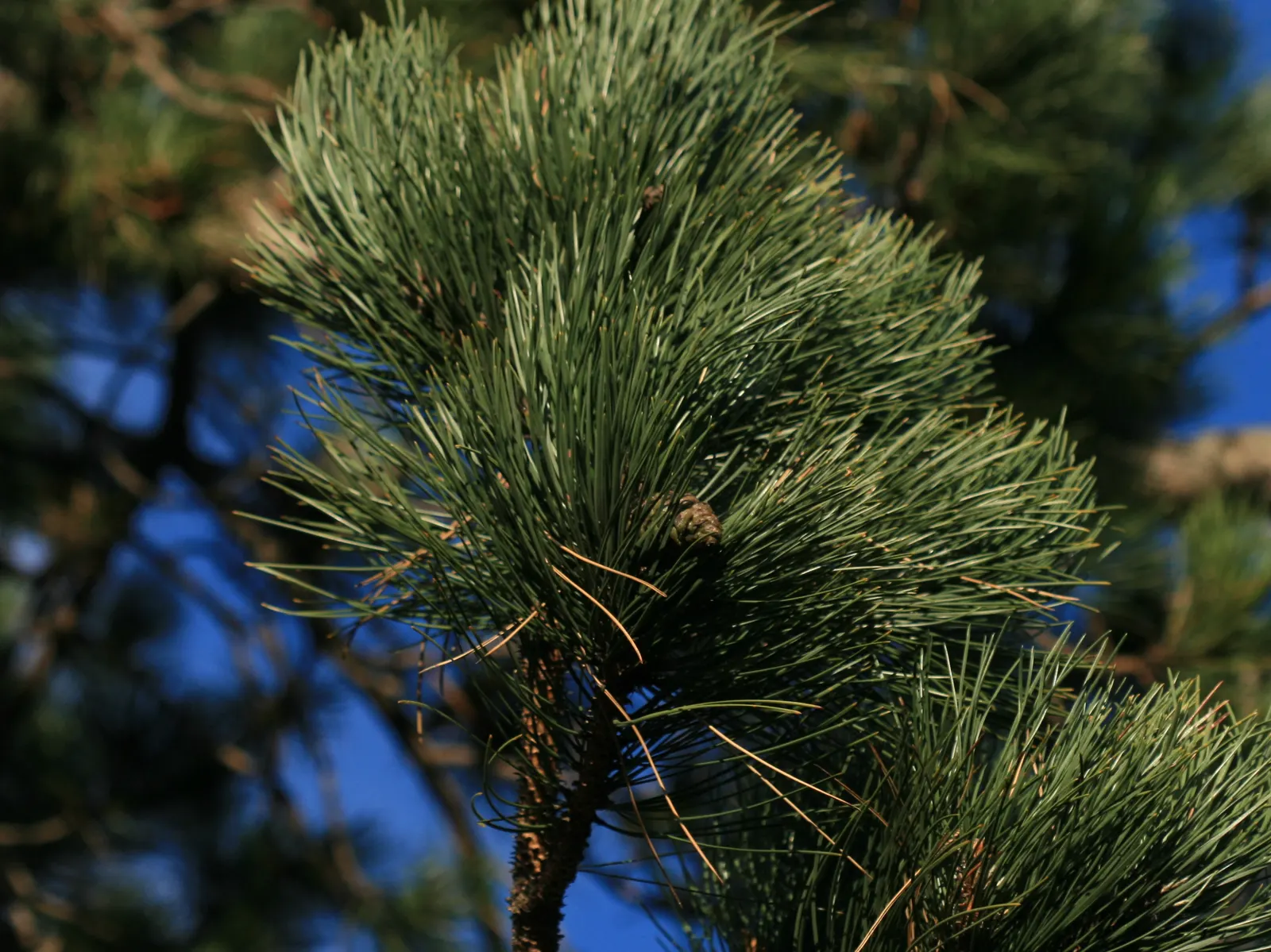 Austrian Pine (Pinus nigra) — dark green needles and a compact growth habit; with a spread ranging from 20 to 40 feet