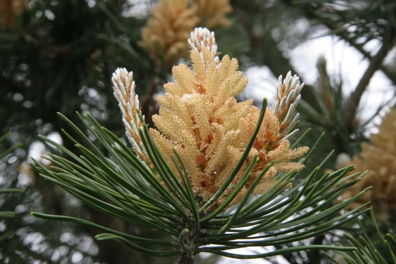 Austrian Pine (Pinus nigra) — is an evergreen conifer that boasts a robust and hearty disposition