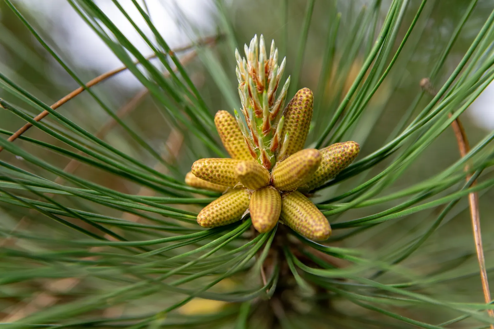 Austrian Pine (Pinus nigra) — This pine variety typically matures to a commanding height of 50 to 60 feet