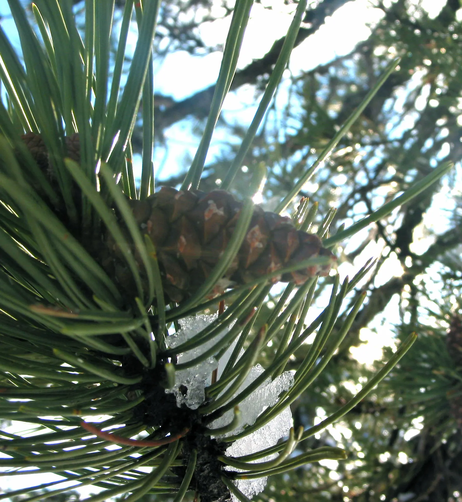 Austrian Pine (Pinus nigra) — making it a versatile addition to any landscape design; in addition to its aesthetic appeal, image 48