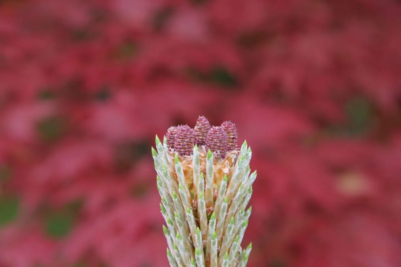 Austrian Pine (Pinus nigra) — This species is highly adaptable to a variety of soil types