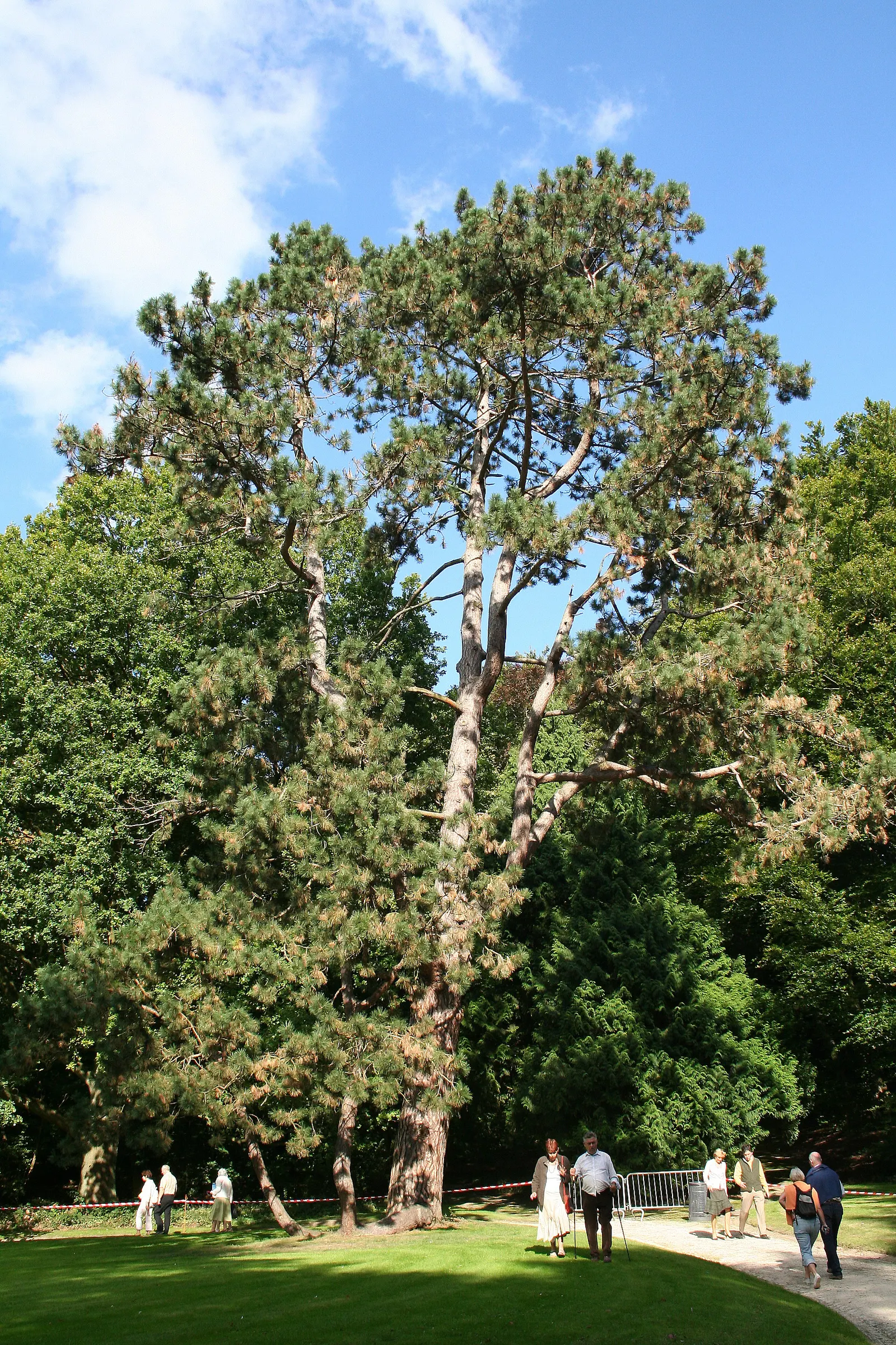 Austrian Pine (Pinus nigra) — which in maturity can transition to a more rounded or flat-topped structure