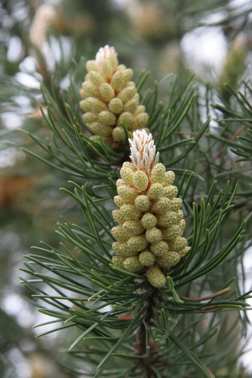 Austrian Pine (Pinus nigra) — It demonstrates a moderate growth rate, generally seen as an increase of roughly 13 to 24 inches per year