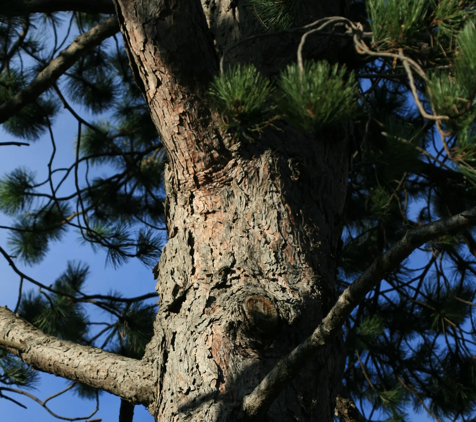 Austrian Pine (Pinus nigra) — evergreen conifer known for its dense; tolerant of urban conditions, it serves as an excellent windbreak or privacy screen
