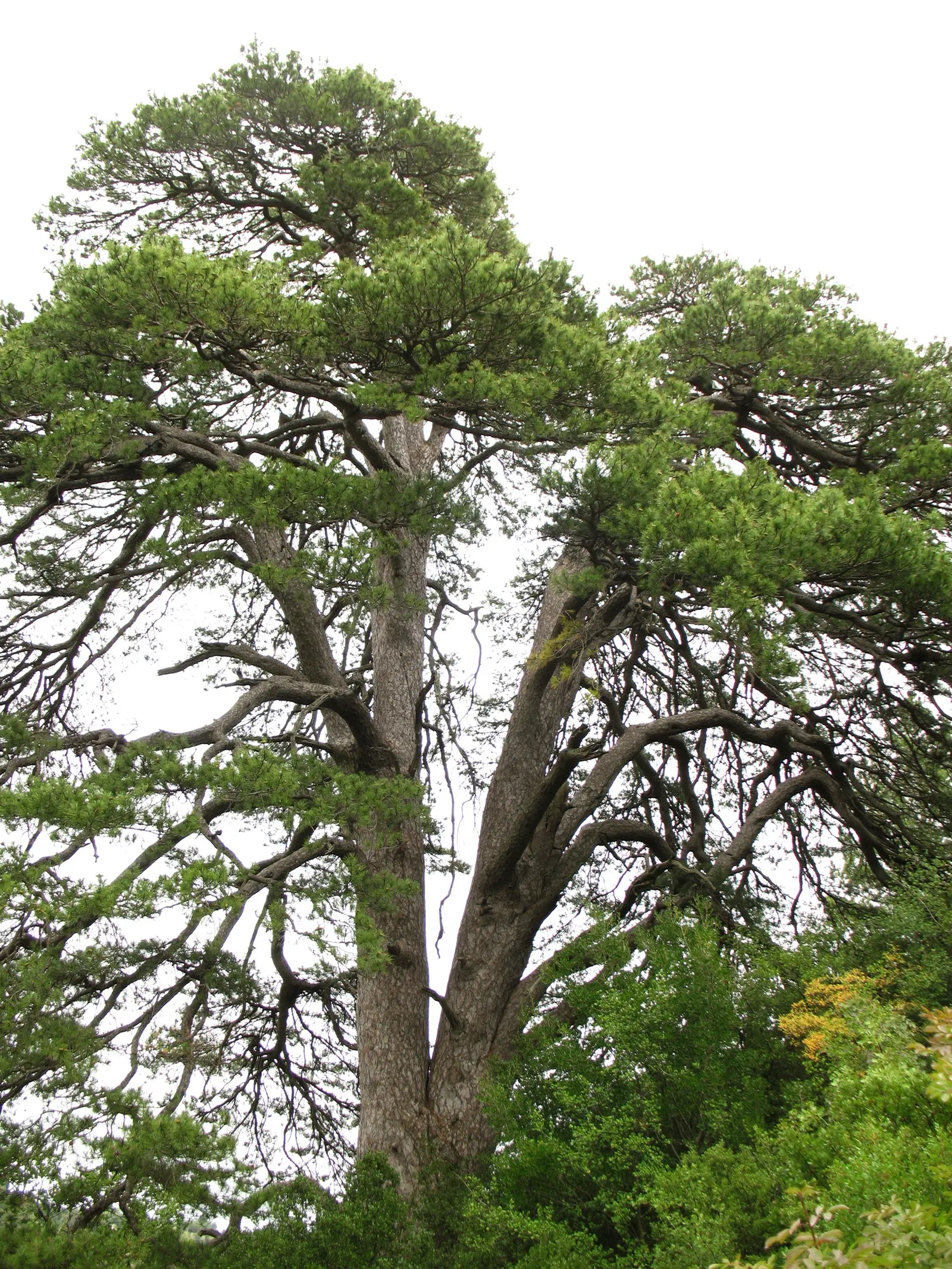 Austrian Pine (Pinus nigra) — maturing to a height of 50-60 feet with a spread of 20-40 feet