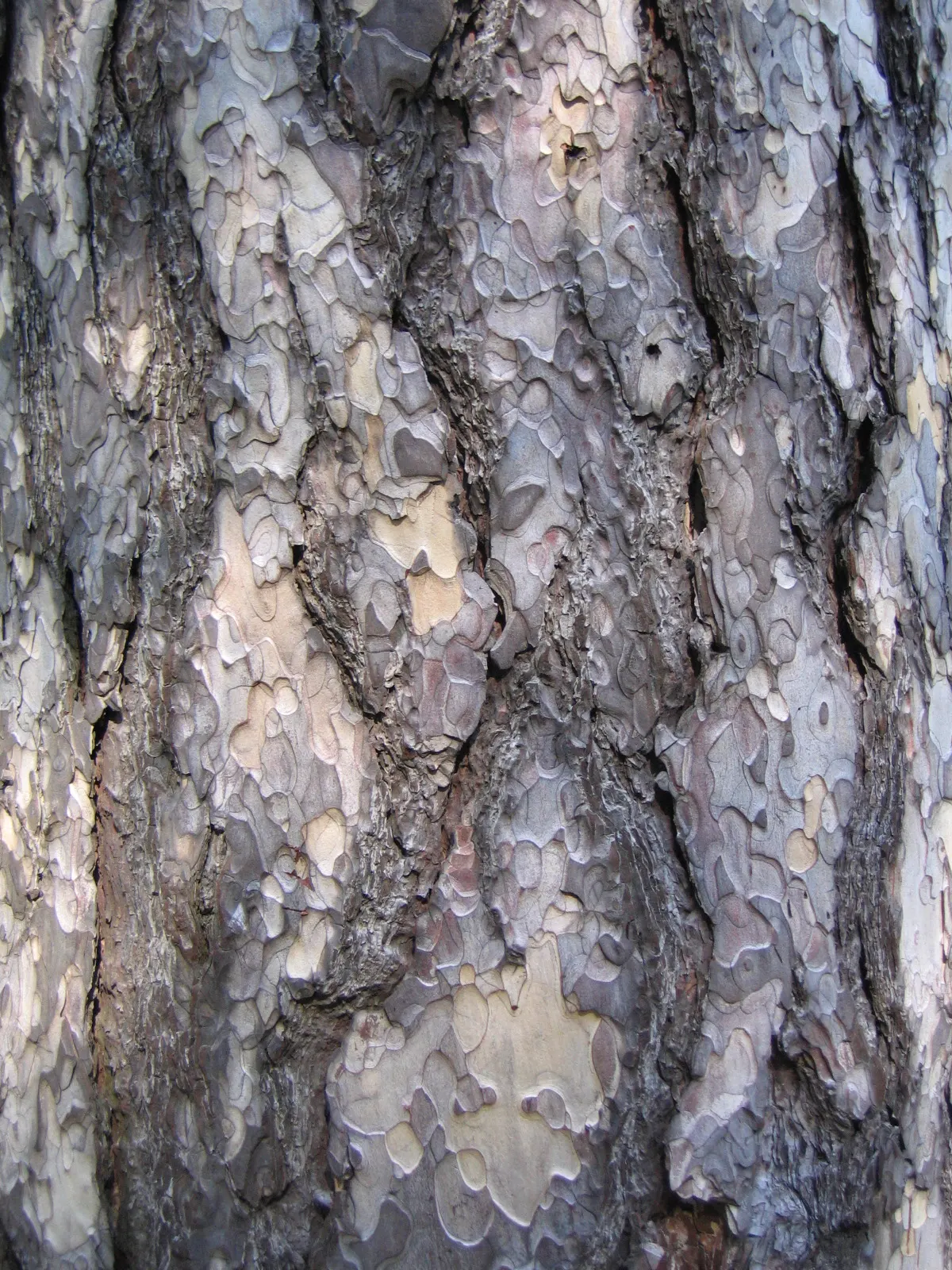 Austrian Pine (Pinus nigra) — dark green needles and a compact growth habit