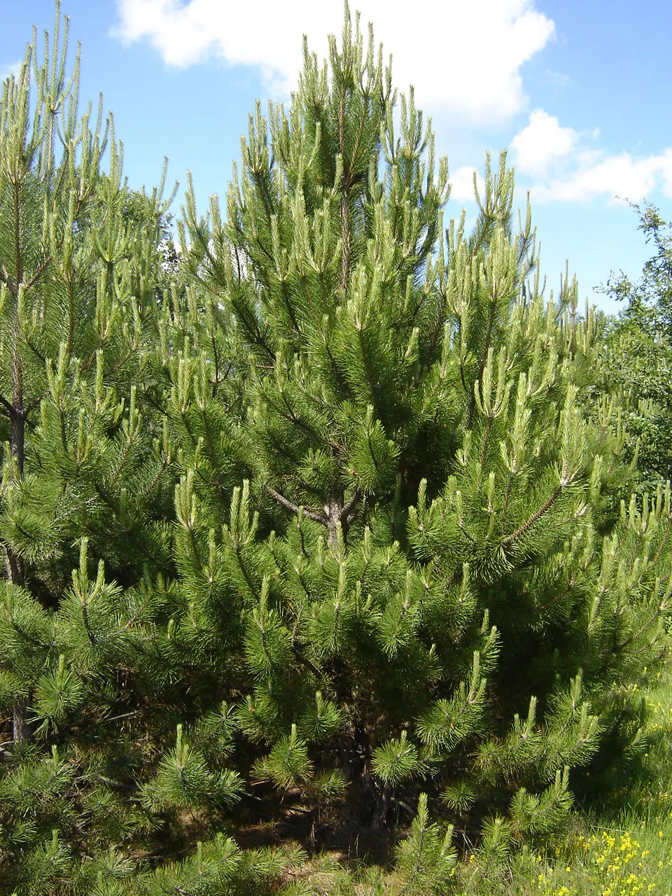 Austrian Pine (Pinus nigra) — dark green needles and a compact growth habit; with a spread ranging from 20 to 40 feet, image 44