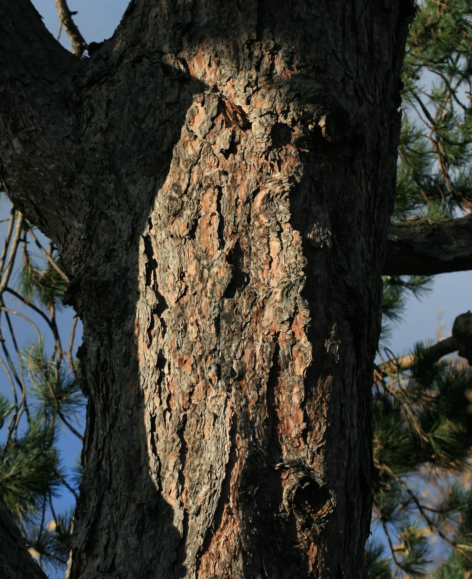 Austrian Pine (Pinus nigra) — conifer / tree for full
