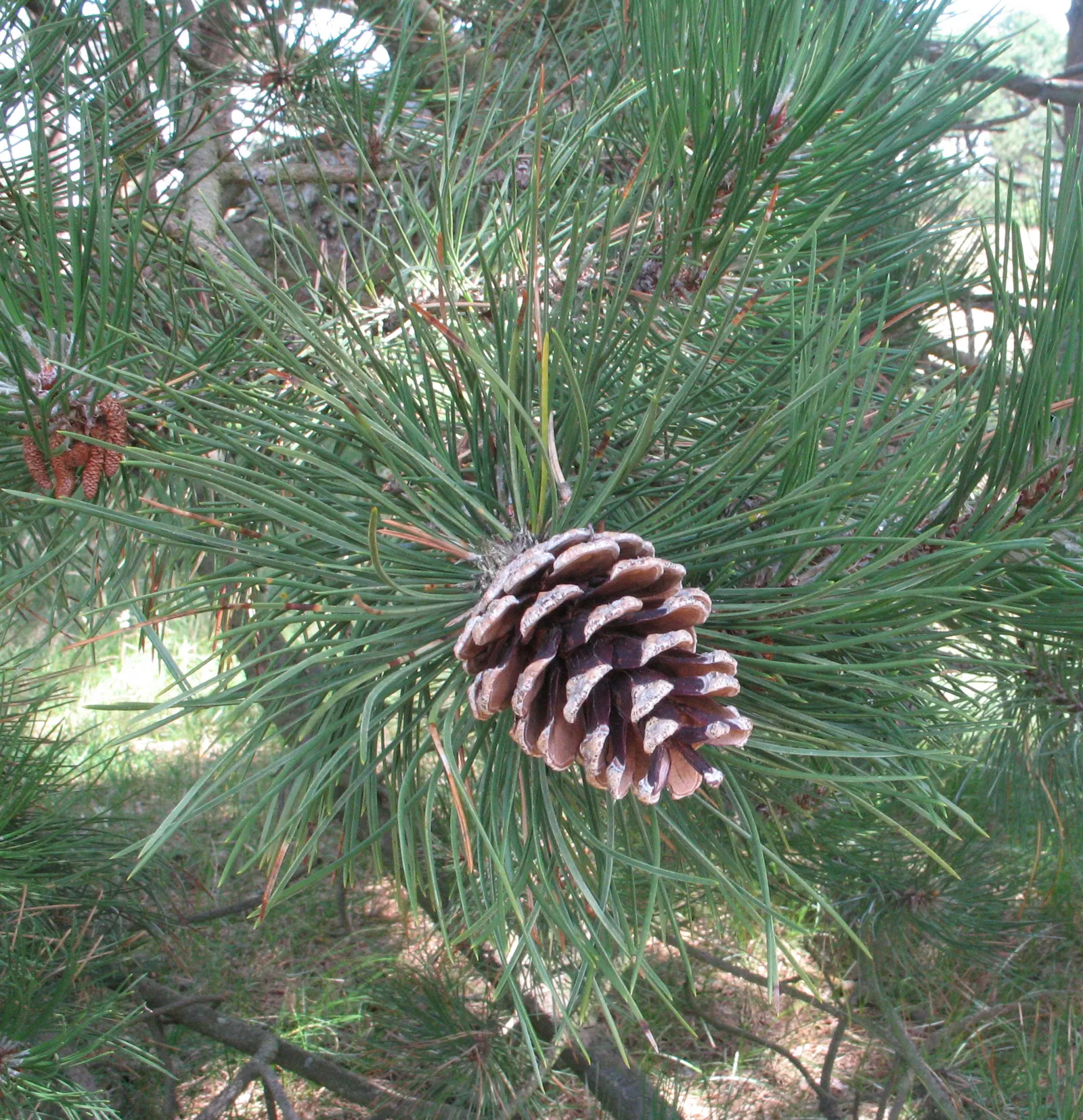 Austrian Pine (Pinus nigra) — In addition to its aesthetic appeal, image 39