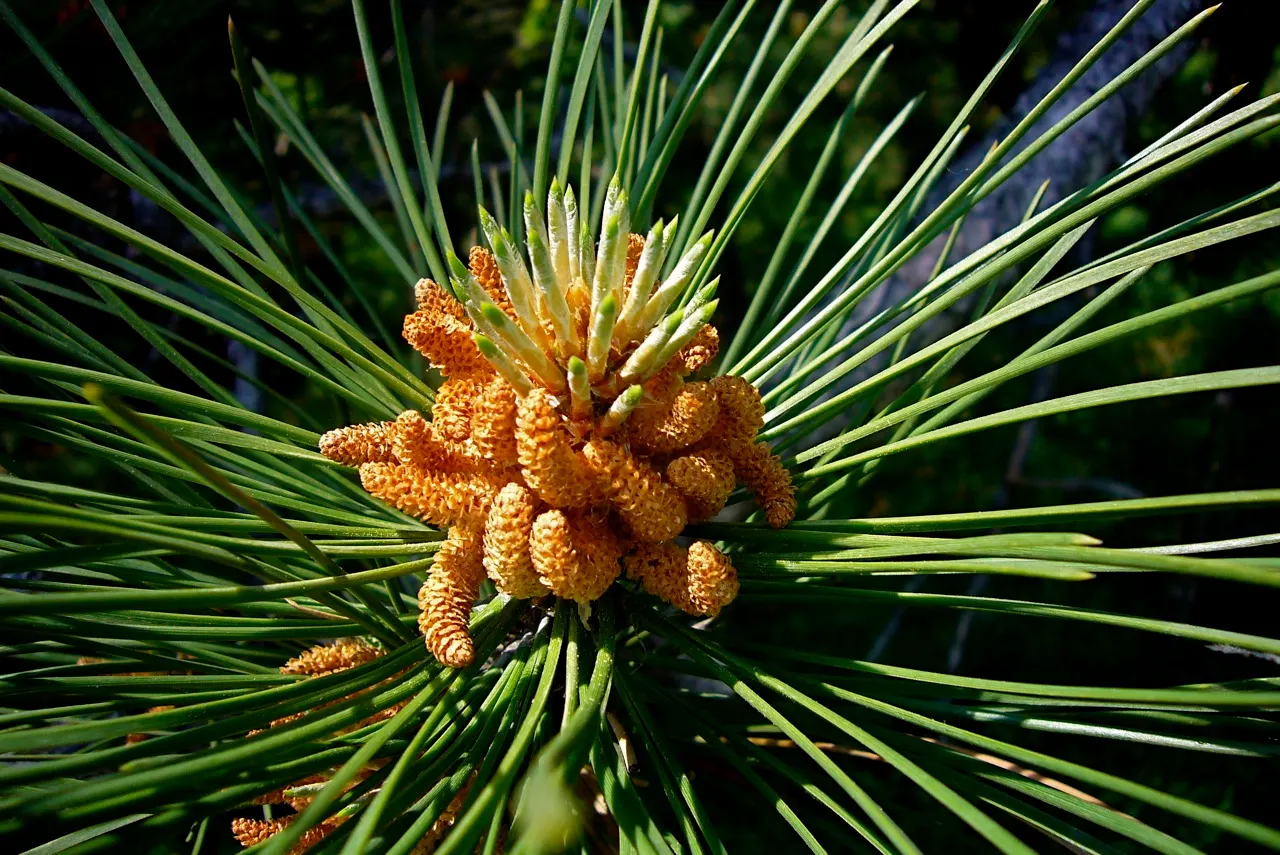 Austrian Pine (Pinus nigra) — Tolerant of urban conditions, it serves as an excellent windbreak or privacy screen, image 46